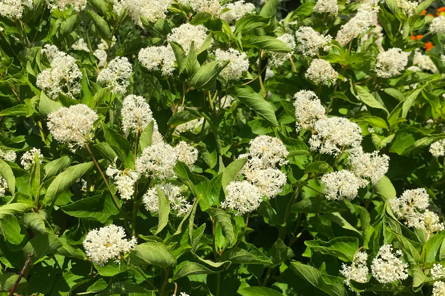 East Hampton Southampton Brookhaven Revegetation Landscape Contractor